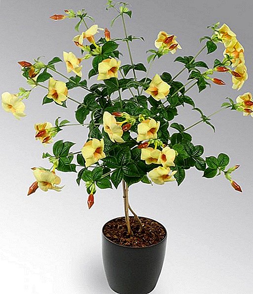 Allamanda: growing and care in the home