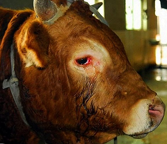 الحساسية في الأبقار: ما يجب القيام به ، وكيفية علاجه
