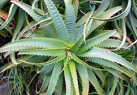 Aloe vera: propriétés médicinales et contre-indications
