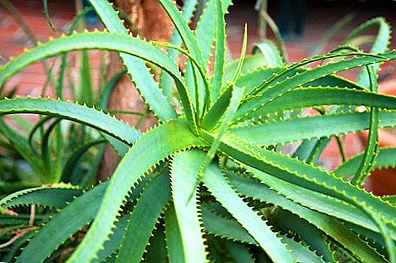 Aloe: istutus, hoito, lisääntyminen