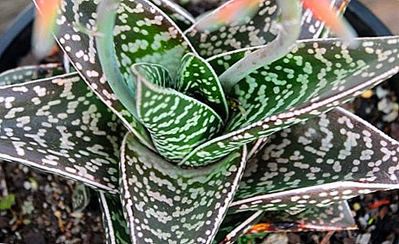 Aloe variado: características de la planta y cuidado del hogar.