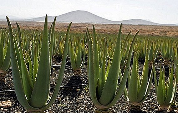 Aloe vera - hvad er funktionerne i brugen af ​​planter i medicin
