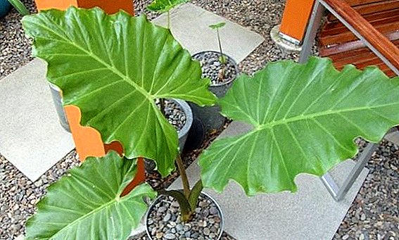 Alocasia veľký koreň: popis a vlastnosti rastlín, rastie doma