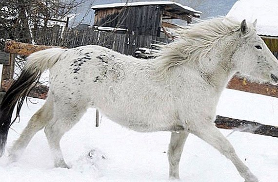Altai horse breed: characteristics, maintenance and care
