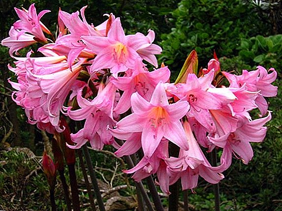 Amaryllis: Evde çiçek bakımının özellikleri