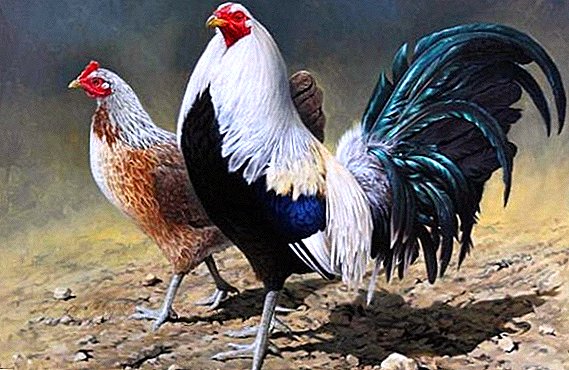 American fighting breed chickens