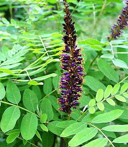 Shrubby amorpha: popis a kultivace