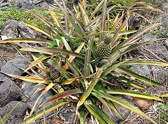 Pineapple: what kinds and varieties of exotic fruit is divided