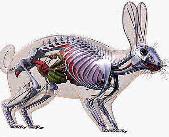 Anatomy of a rabbit: skeleton structure, skull shape, internal organs