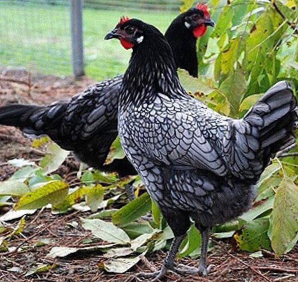 Andalusiske kyllinger