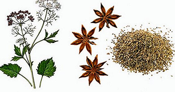 Anise: useful properties, contraindications and preparation of medical raw materials