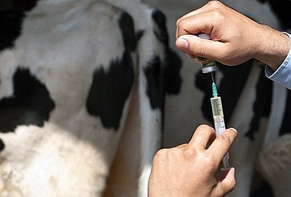 Antibiotics for cows
