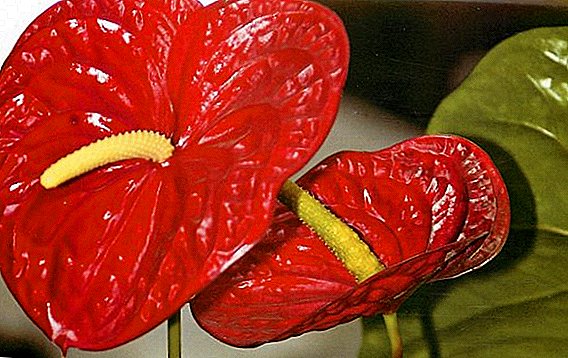 Anthurium Andre: care at home
