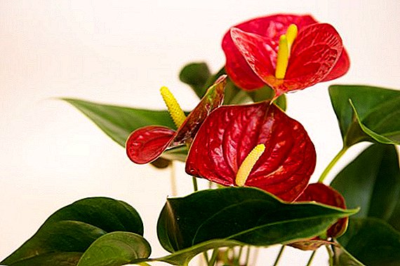Anthurium red: rośnie w domu