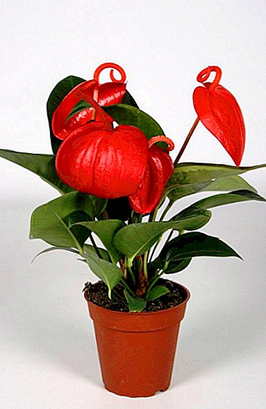 Anthurium "Scherzer": characteristics and methods of care at home
