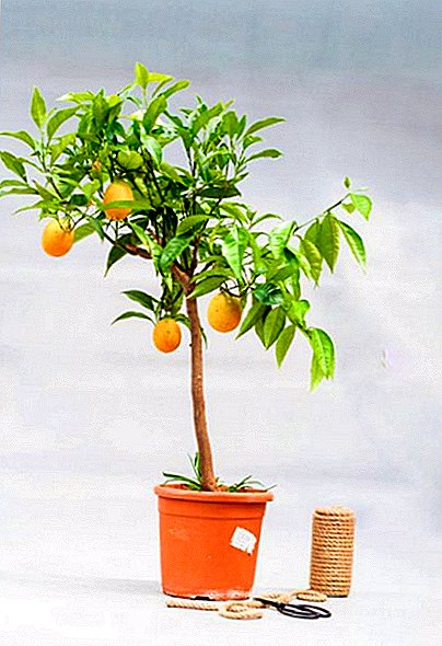 Orange homemade tree: potted