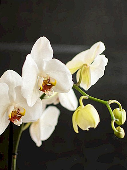 Orquídea blanca "Apple Blossom": cómo contener correctamente una flor