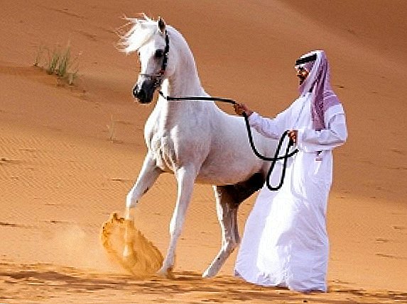 Race de cheval arabe