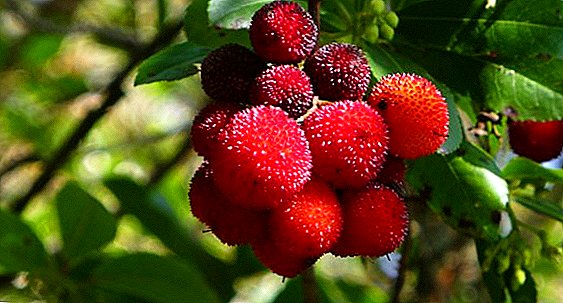 Arbutus: cultivar y cuidar un árbol de fresa en el sitio