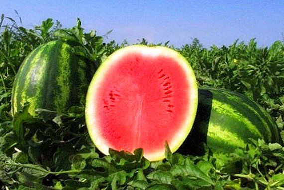 Watermeloen Chill: beschrijving van de variëteit, kenmerken van teelt en verzorging