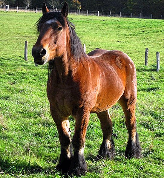 Ardense paardenras: karakteristieken, voor- en nadelen, verzorging en voeding