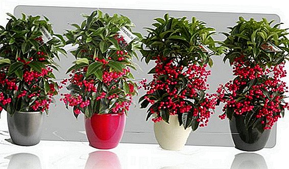 Ardizia (Ardisia): the cultivation and care of the flower house