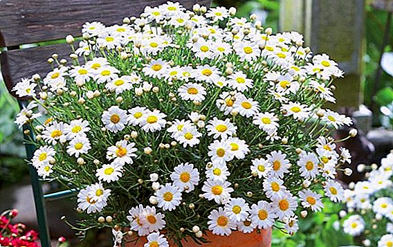Argyranthemum : 무성한 꽃 피는위한 심기 및 케어 팁