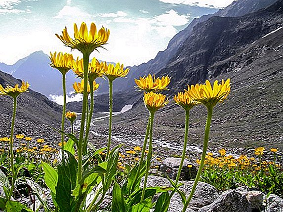 Mountain arnica: useful properties and contraindications, use in traditional medicine