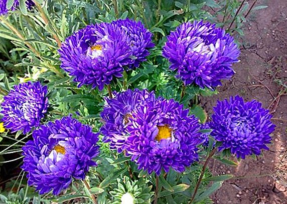 Asters: diseases and pests, fight with them