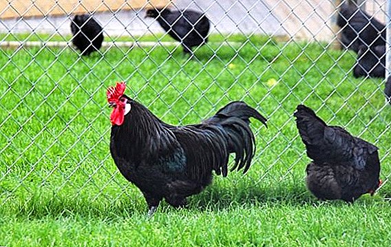 Augsburger - breed of chickens