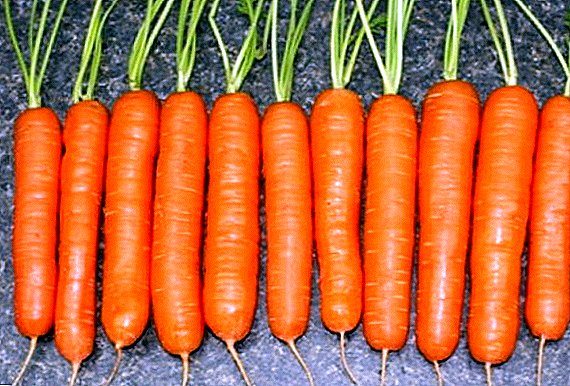 Variété de carotte de l'auteur Tushon