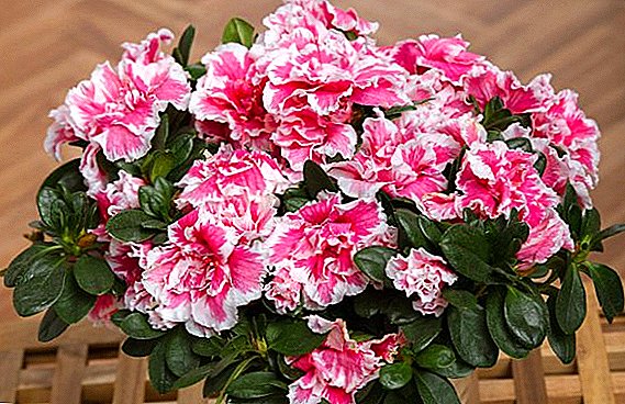 Azalea sheds leaves: the main reasons for how to treat a plant