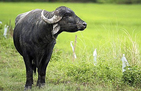 Asian buffalo: what it looks like, where it lives, what it eats