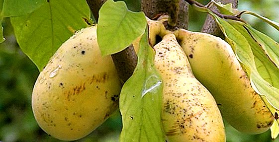 La papaya: cómo cultivar un árbol de plátano en el carril central.