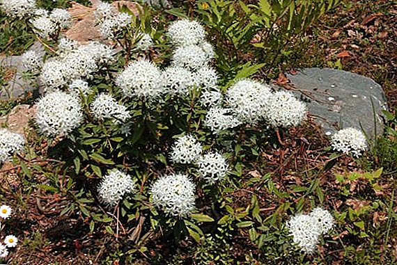 Ledum frunze de mlaștină: utilizare, proprietăți medicinale și contraindicații
