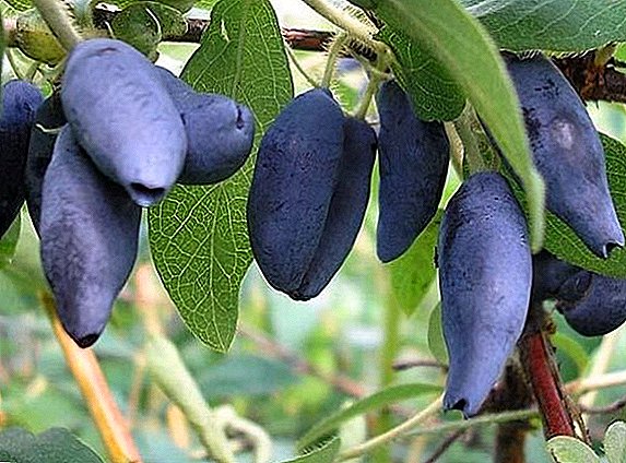 Bakchar giant: how to get big berries