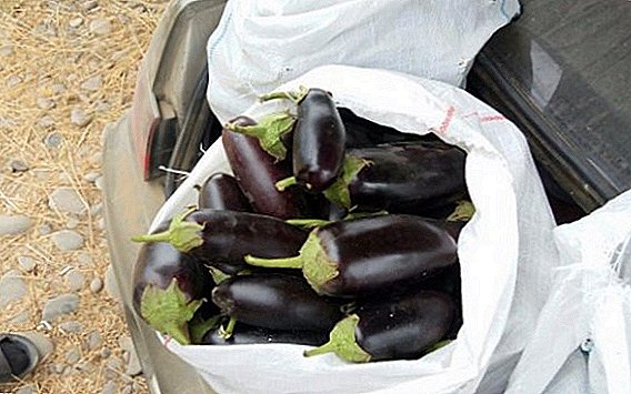 Eggplant Diamond: description and cultivation