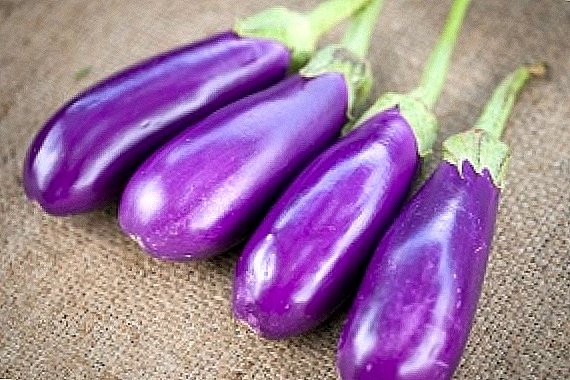 Eggplants in the Moscow region: the best varieties and their description