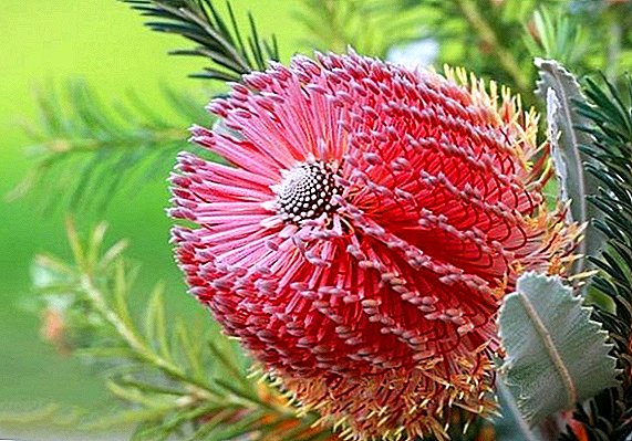 ออสเตรเลีย (Banksia)