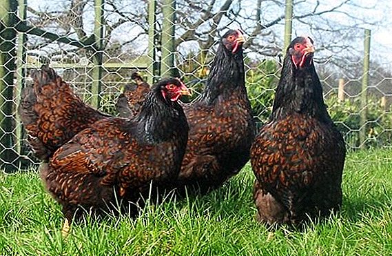 Barnevelder: todo sobre la crianza de una raza holandesa de pollos en casa