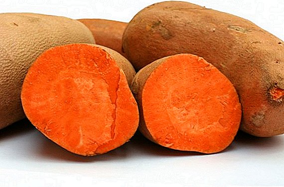 Sweet Potato - Exotic Sweet Potato