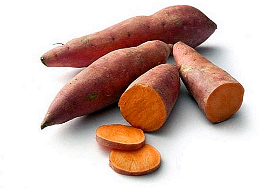 البطاطا الحلوة (البطاطا الحلوة): خصائص وموانع مفيدة
