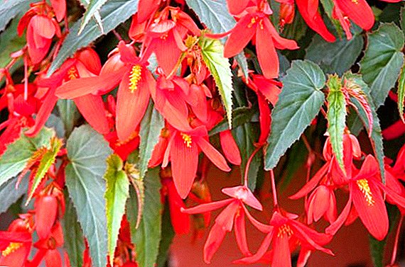 Begonia boliviana: descripción de la variedad