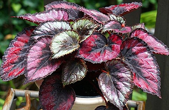 Decorative leafy begonia: peculiarities of home care