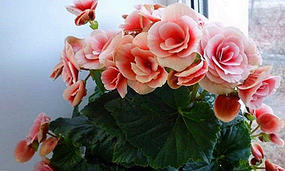 Begonia Elatioor: cuidado apropiado de las flores, reproducción, enfermedad