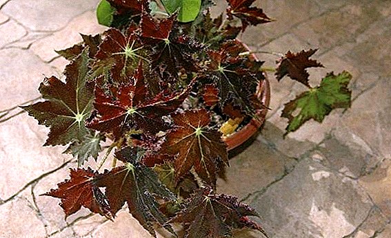 Cleopatra Begonia: Besonderheiten der häuslichen Pflege