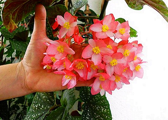 Coral begonia: care, pruning and breeding