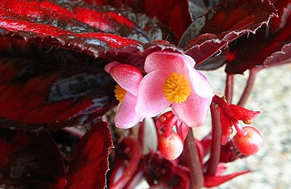 Begonia roja: descripción y cuidado de las plantas de interior.