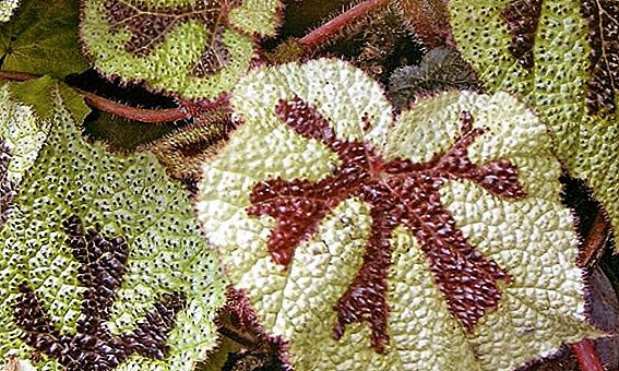 Begonia Mason: descripción, características del cuidado y reproducción a domicilio.