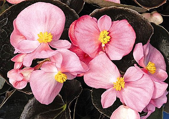 Visada žydi begonija: veislių aprašymas, auginimas ir priežiūra namuose